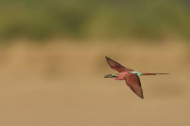 Güney Luangwa Ulusal Parkı, Zambiya 'daki Luangwa Nehri üzerinde uçan böcekleri avlayan Güney Carmine Arı Yiyen (Merops nubicoides)