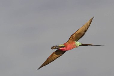 Güney Luangwa Ulusal Parkı, Zambiya 'daki Luangwa Nehri üzerinde uçan böcekleri avlayan Güney Carmine Arı Yiyen (Merops nubicoides)