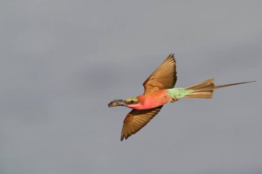 Güney Luangwa Ulusal Parkı, Zambiya 'daki Luangwa Nehri üzerinde uçan böcekleri avlayan Güney Carmine Arı Yiyen (Merops nubicoides)