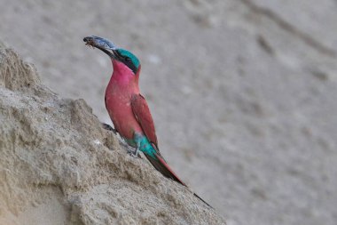 Güney Carmine Arı Yiyen (Merops nubicoides), Güney Luangwa Ulusal Parkı Zambiya 'da gagasında böcekle Luangwa Nehri kıyısına tünemiştir.