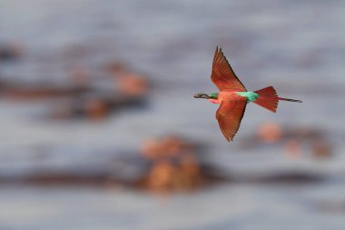 Güney Luangwa Ulusal Parkı, Zambiya 'daki Luangwa Nehri üzerinde uçan böcekleri avlayan Güney Carmine Arı Yiyen (Merops nubicoides)