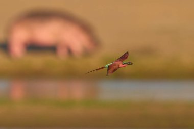Güney Luangwa Ulusal Parkı, Zambiya 'daki Luangwa Nehri üzerinde uçan böcekleri avlayan Güney Carmine Arı Yiyen (Merops nubicoides)
