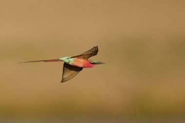Güney Luangwa Ulusal Parkı, Zambiya 'daki Luangwa Nehri üzerinde uçan böcekleri avlayan Güney Carmine Arı Yiyen (Merops nubicoides)
