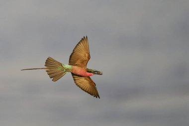 Güney Luangwa Ulusal Parkı, Zambiya 'daki Luangwa Nehri üzerinde uçan böcekleri avlayan Güney Carmine Arı Yiyen (Merops nubicoides)