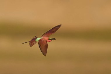 Güney Luangwa Ulusal Parkı, Zambiya 'daki Luangwa Nehri üzerinde uçan böcekleri avlayan Güney Carmine Arı Yiyen (Merops nubicoides)
