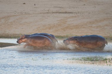 Erkek Hippopotamus (Hippopotamus amfibi) Güney Luangwa Ulusal Parkı 'ndaki Luangwa Nehri' nde bir dişi ve yavruyu kovalıyor.            