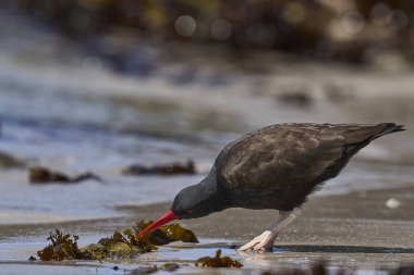 Falkland Adaları 'ndaki Carcass Adası' nın kayalık kıyılarında yiyecek arayan siyah istiridye avcısı (Haematopus ater)..