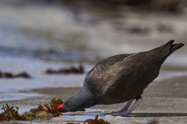 Falkland Adaları 'ndaki Carcass Adası' nın kayalık kıyılarında yiyecek arayan siyah istiridye avcısı (Haematopus ater)..