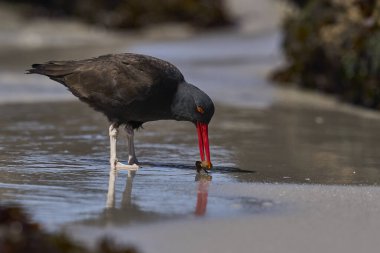 Falkland Adaları 'ndaki Carcass Adası' nın kayalık kıyılarında deniz aygırı yiyen Siyah İstiridye Yakalayıcısı (Haematopus ater).