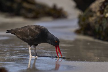 Falkland Adaları 'ndaki Carcass Adası' nın kayalık kıyılarında deniz aygırı yiyen Siyah İstiridye Yakalayıcısı (Haematopus ater).
