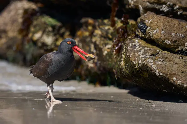 Falkland Adaları 'ndaki Carcass Adası' nın kayalık kıyılarında deniz aygırı yiyen Siyah İstiridye Yakalayıcısı (Haematopus ater).