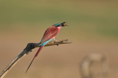 Güney Carmine Arı Yiyen (Merops nubicoides) Güney Luangwa Ulusal Parkı 'ndaki Luangwa Nehri' nin yanındaki bir dala tünemiş böcek yemiştir.