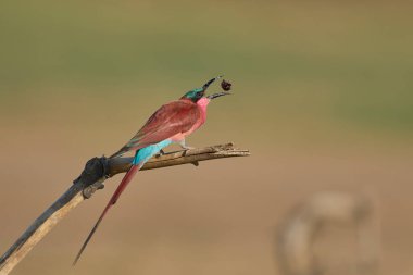 Güney Carmine Arı Yiyen (Merops nubicoides) Güney Luangwa Ulusal Parkı 'ndaki Luangwa Nehri' nin yanındaki bir dala tünemiş böcek yemiştir.