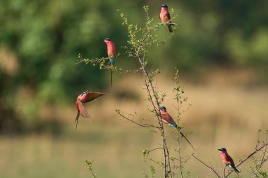 Güney Carmine Arı Yiyen (Merops nubicoides) grubu Güney Luangwa Ulusal Parkı, Zambiya 'da bir çalılığa tünediler.