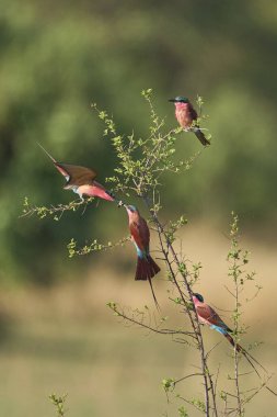 Güney Carmine Arı Yiyen (Merops nubicoides) grubu Güney Luangwa Ulusal Parkı, Zambiya 'da bir çalılığa tünediler.