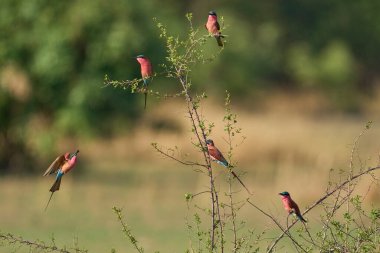 Güney Carmine Arı Yiyen (Merops nubicoides) grubu Güney Luangwa Ulusal Parkı, Zambiya 'da bir çalılığa tünediler.