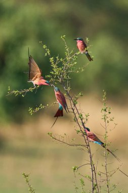 Güney Carmine Arı Yiyen (Merops nubicoides) grubu Güney Luangwa Ulusal Parkı, Zambiya 'da bir çalılığa tünediler.