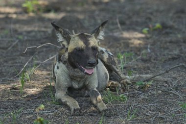 Günün ortasında Güney Luangwa Ulusal Parkı 'nda bir ağacın gölgesinde dinlenen Afrika Vahşi Köpeği sürüsü (Lycaon pictus)