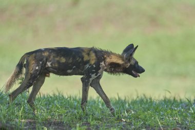 Günün ortasında Güney Luangwa Ulusal Parkı 'nda bir ağacın gölgesinde dinlenen Afrika Vahşi Köpeği sürüsü (Lycaon pictus)