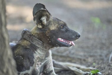 Günün ortasında Güney Luangwa Ulusal Parkı 'nda bir ağacın gölgesinde dinlenen Afrika Vahşi Köpeği sürüsü (Lycaon pictus)