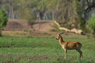 Güney Luangwa Ulusal Parkı, Zambiya 'da Erkek Puku (Kobus vardoni)