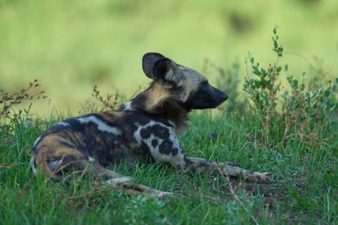 Günün ortasında Güney Luangwa Ulusal Parkı Zambiya 'da bir ağacın gölgesinde tarama yapan bir Afrika Vahşi Köpeği sürüsü.