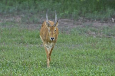 Güney Luangwa Ulusal Parkı, Zambiya 'da Erkek Puku (Kobus vardoni)