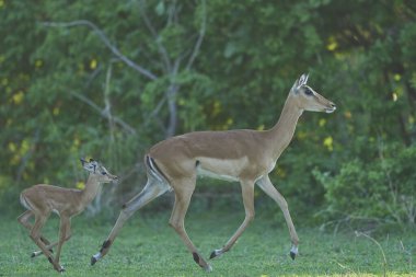 Genç Impala (Aepyceros melampus) zümrüt sezonunun başında Güney Luangwa Ulusal Parkı, Zambiya 'da