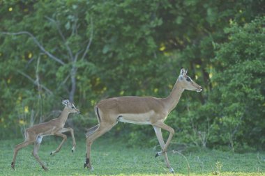 Genç Impala (Aepyceros melampus) zümrüt sezonunun başında Güney Luangwa Ulusal Parkı, Zambiya 'da
