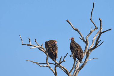Lappet Suratlı Akbaba (Torgos Tracheliotus) Güney Luangwa Ulusal Parkı 'ndaki ölü bir ağacın dallarına tünemişti.