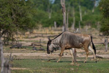 Güney Luangwa Ulusal Parkı 'ndaki Cookson Antilobu (Connochaetes taurinus Cooksoni)