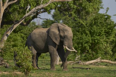 Güney Luangwa Ulusal Parkı, Zambiya 'da Boğa Afrika Fili (Loxodonta africana) besleniyor    