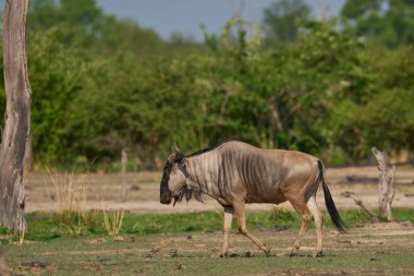 Güney Luangwa Ulusal Parkı 'ndaki Cookson Antilobu (Connochaetes taurinus Cooksoni)