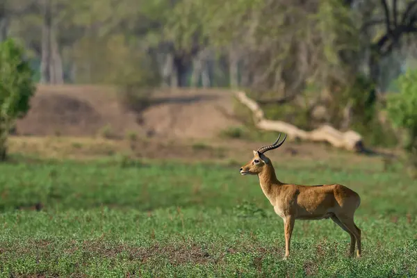 Güney Luangwa Ulusal Parkı, Zambiya 'da Erkek Puku (Kobus vardoni)