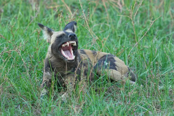 Günün ortasında Güney Luangwa Ulusal Parkı 'nda bir ağacın gölgesinde dinlenen Afrika Vahşi Köpeği sürüsü (Lycaon pictus)