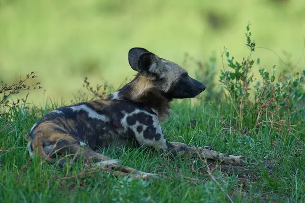 Günün ortasında Güney Luangwa Ulusal Parkı Zambiya 'da bir ağacın gölgesinde tarama yapan bir Afrika Vahşi Köpeği sürüsü.