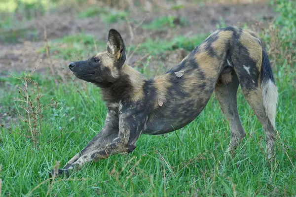 Günün ortasında Güney Luangwa Ulusal Parkı 'nda bir ağacın gölgesinde dinlenen Afrika Vahşi Köpeği sürüsü (Lycaon pictus)