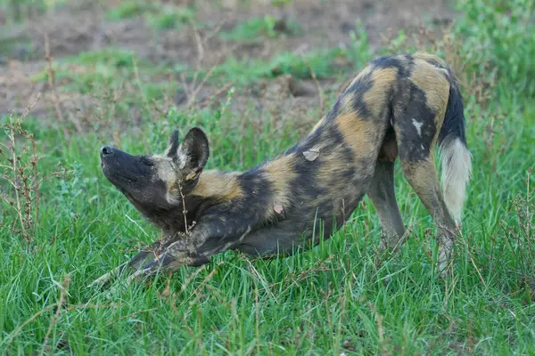 Günün ortasında Güney Luangwa Ulusal Parkı 'nda bir ağacın gölgesinde dinlenen Afrika Vahşi Köpeği sürüsü (Lycaon pictus)