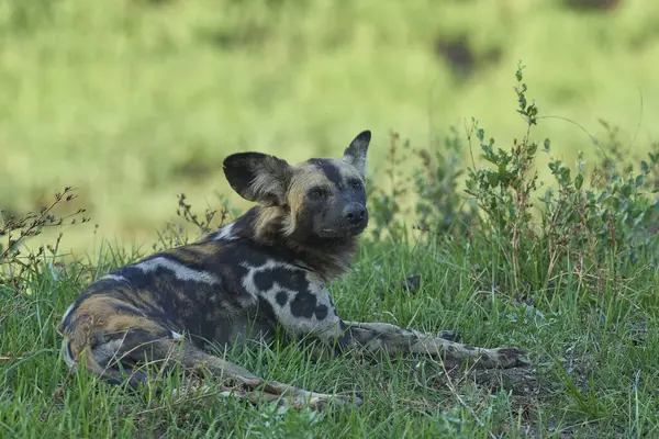 Günün ortasında Güney Luangwa Ulusal Parkı 'nda bir ağacın gölgesinde dinlenen Afrika Vahşi Köpeği sürüsü (Lycaon pictus)