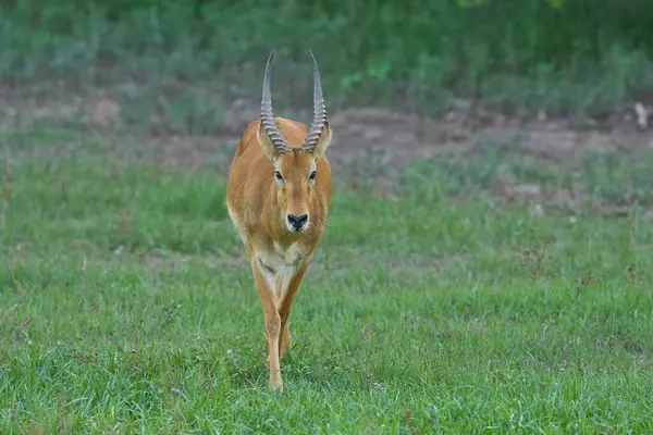 Güney Luangwa Ulusal Parkı, Zambiya 'da Erkek Puku (Kobus vardoni)