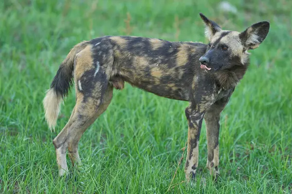 Günün ortasında Güney Luangwa Ulusal Parkı 'nda bir ağacın gölgesinde dinlenen Afrika Vahşi Köpeği sürüsü (Lycaon pictus)