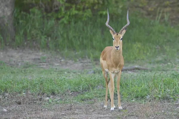 Erkek İmpala (Aepyceros melampus) Güney Luangwa Ulusal Parkı, Zambiya