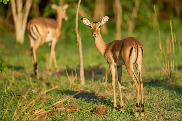 Genç Impala (Aepyceros melampus) zümrüt sezonunun başında Güney Luangwa Ulusal Parkı, Zambiya 'da
