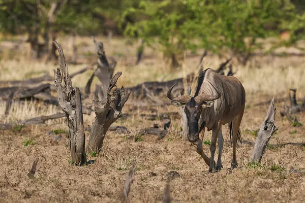 Güney Luangwa Ulusal Parkı 'ndaki Cookson Antilobu (Connochaetes taurinus Cooksoni)