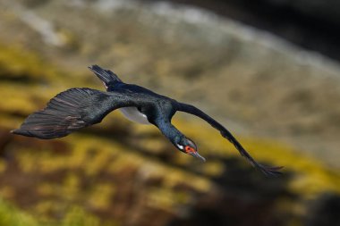 Kaya Shag (Phalacrocorax magellanicus) Falkland Adaları 'ndaki Carcass Adası kıyılarında uçar.