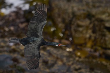 Kaya Shag (Phalacrocorax magellanicus) Falkland Adaları 'ndaki Carcass Adası kıyılarında uçar.