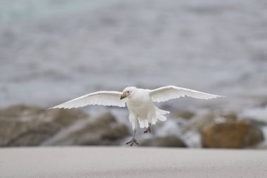 Solgun yüzlü Sheathbill (Chionis albus) Falkland Adaları 'ndaki Carcass Adası kıyılarına iniyor..