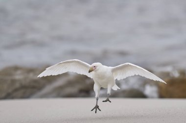 Solgun yüzlü Sheathbill (Chionis albus) Falkland Adaları 'ndaki Carcass Adası kıyılarına iniyor..