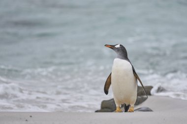 Gentoo Penguen (Pygoscelis papua) Falkland Adaları 'ndaki Carcass Adası' nda karaya çıktıktan sonra kumlu bir plajda..