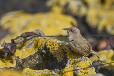 Cobb 's Wren (Troglodytes cobbi) Falkland Adaları' ndaki Carcass Adası 'nda yiyecek arıyor..
